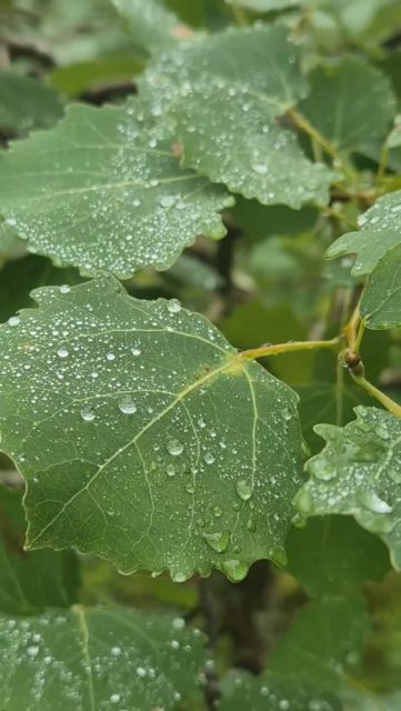 Raindrops, niille jotka ei ole tehtyjä sokerista. ☂️🌧
